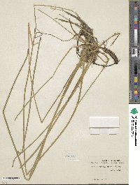 Eleocharis flavescens image