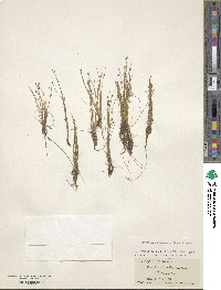 Image of Eleocharis flavescens