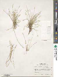 Eleocharis flavescens image