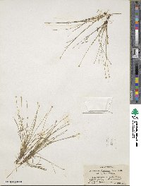 Eleocharis flavescens image