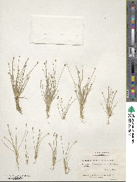 Eleocharis geniculata image