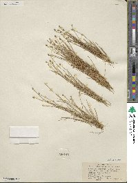 Eleocharis geniculata image