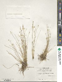 Eleocharis geniculata image