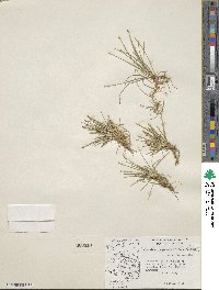 Eleocharis geniculata image