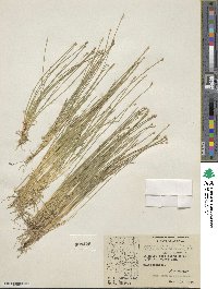 Eleocharis geniculata image