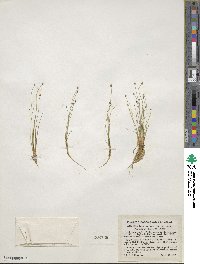 Eleocharis geniculata image