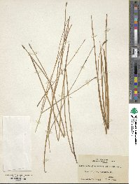 Eleocharis palustris image