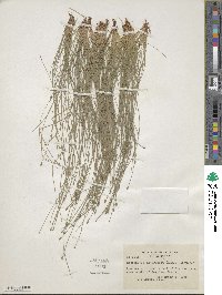 Eleocharis intermedia image