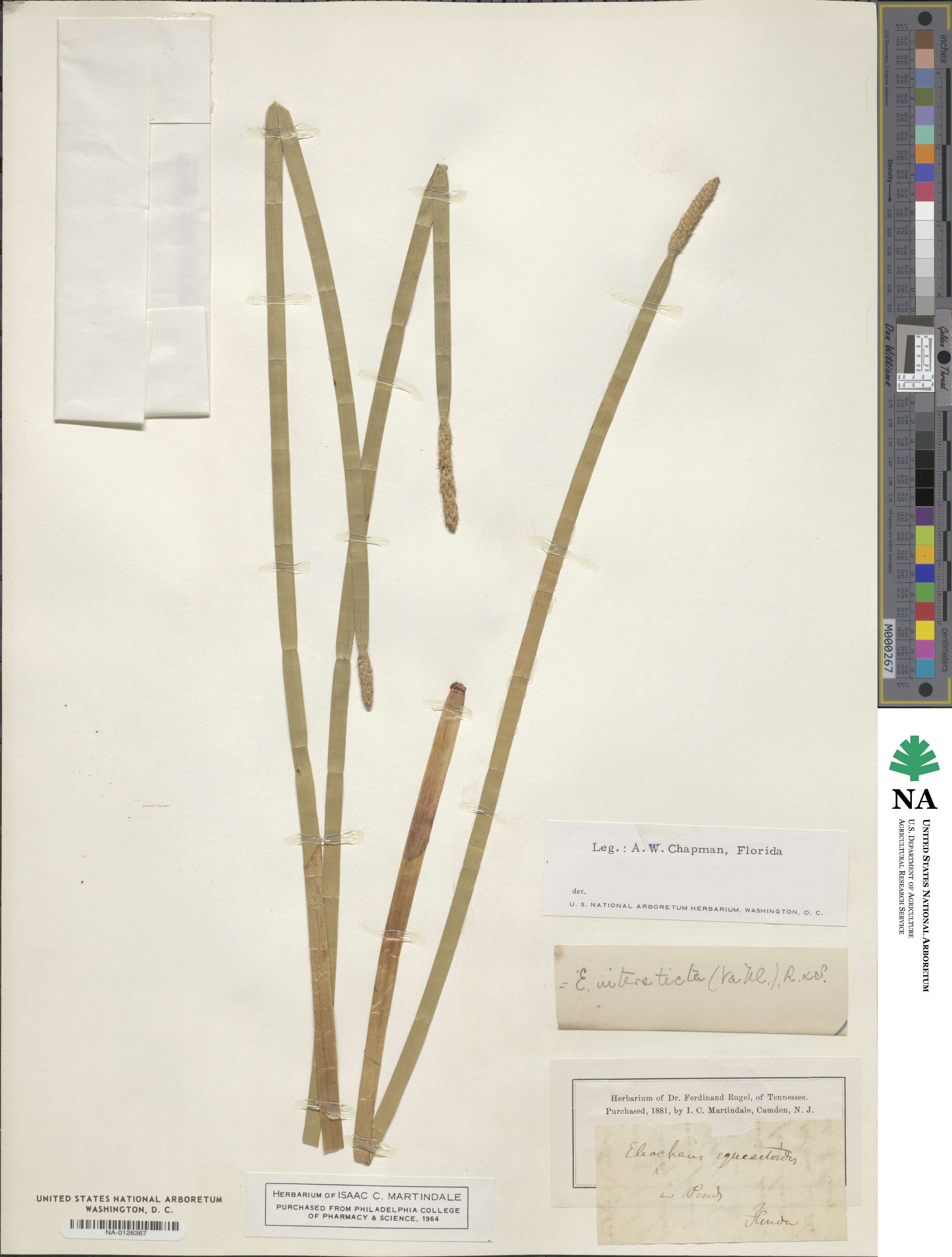 Eleocharis interstincta image