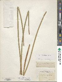 Eleocharis interstincta image