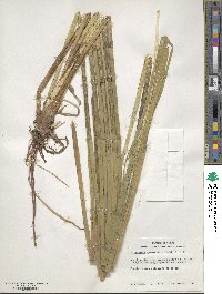 Eleocharis interstincta image