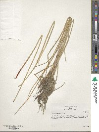 Image of Eleocharis macrostachya