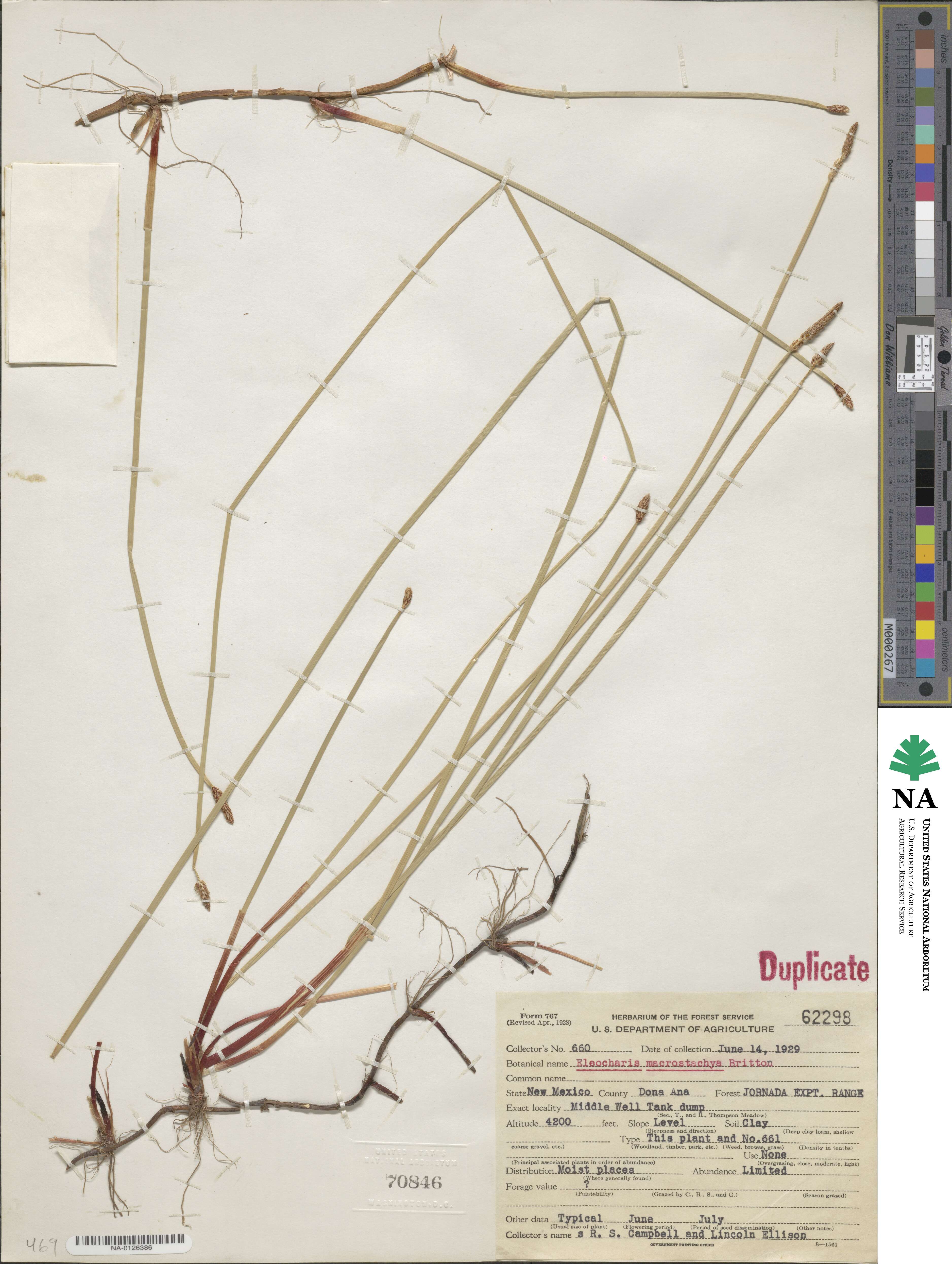 Eleocharis macrostachya image