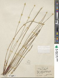 Eleocharis mamillata image