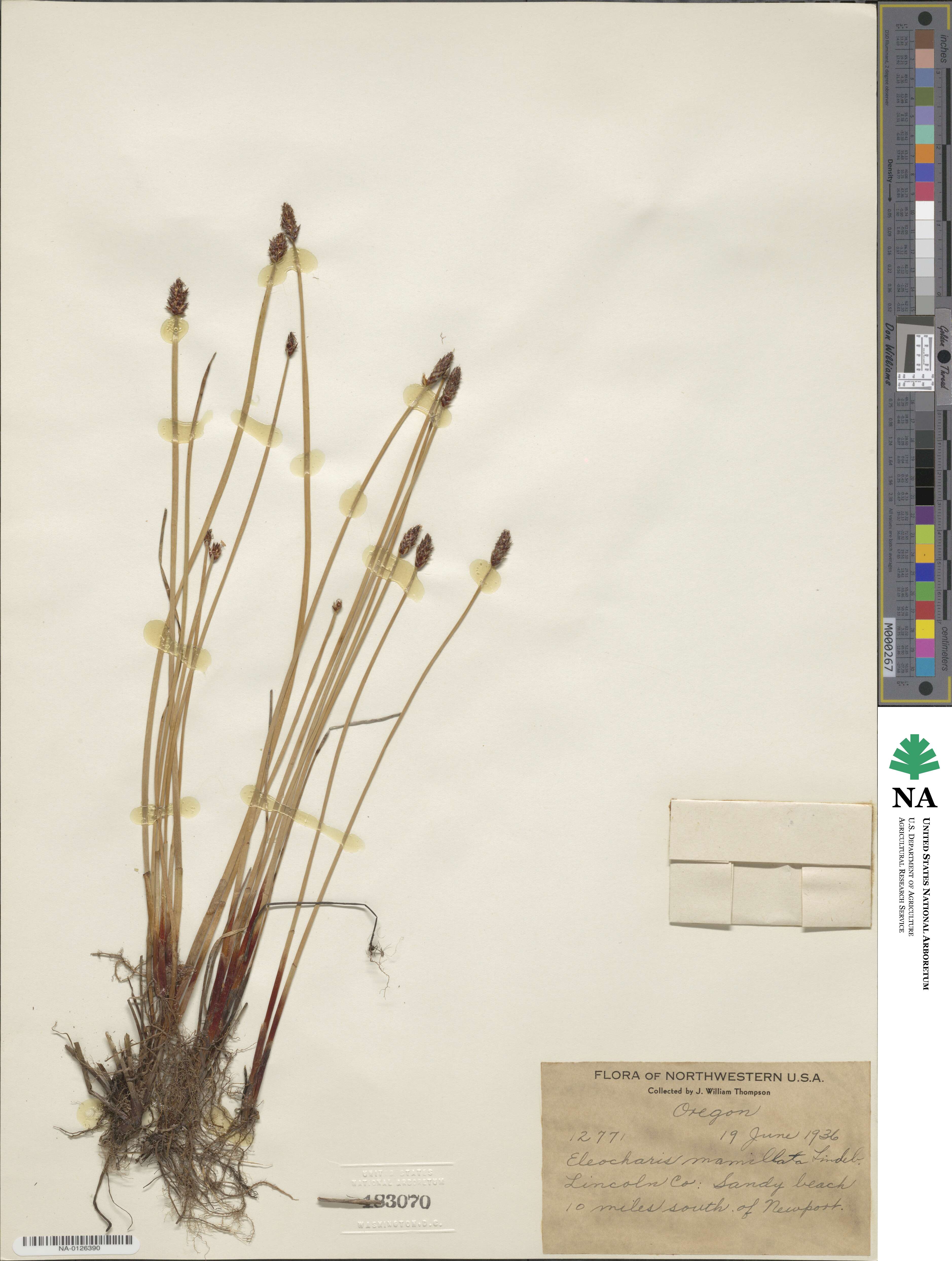 Eleocharis mamillata image