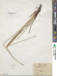 Eleocharis mamillata image