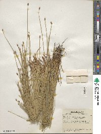 Eleocharis melanocarpa image