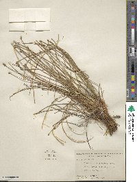 Eleocharis melanocarpa image