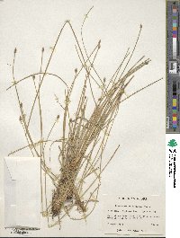 Eleocharis melanocarpa image