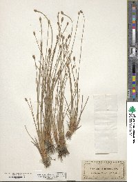 Eleocharis melanocarpa image