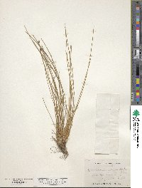 Eleocharis melanocarpa image