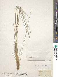 Eleocharis melanocarpa image