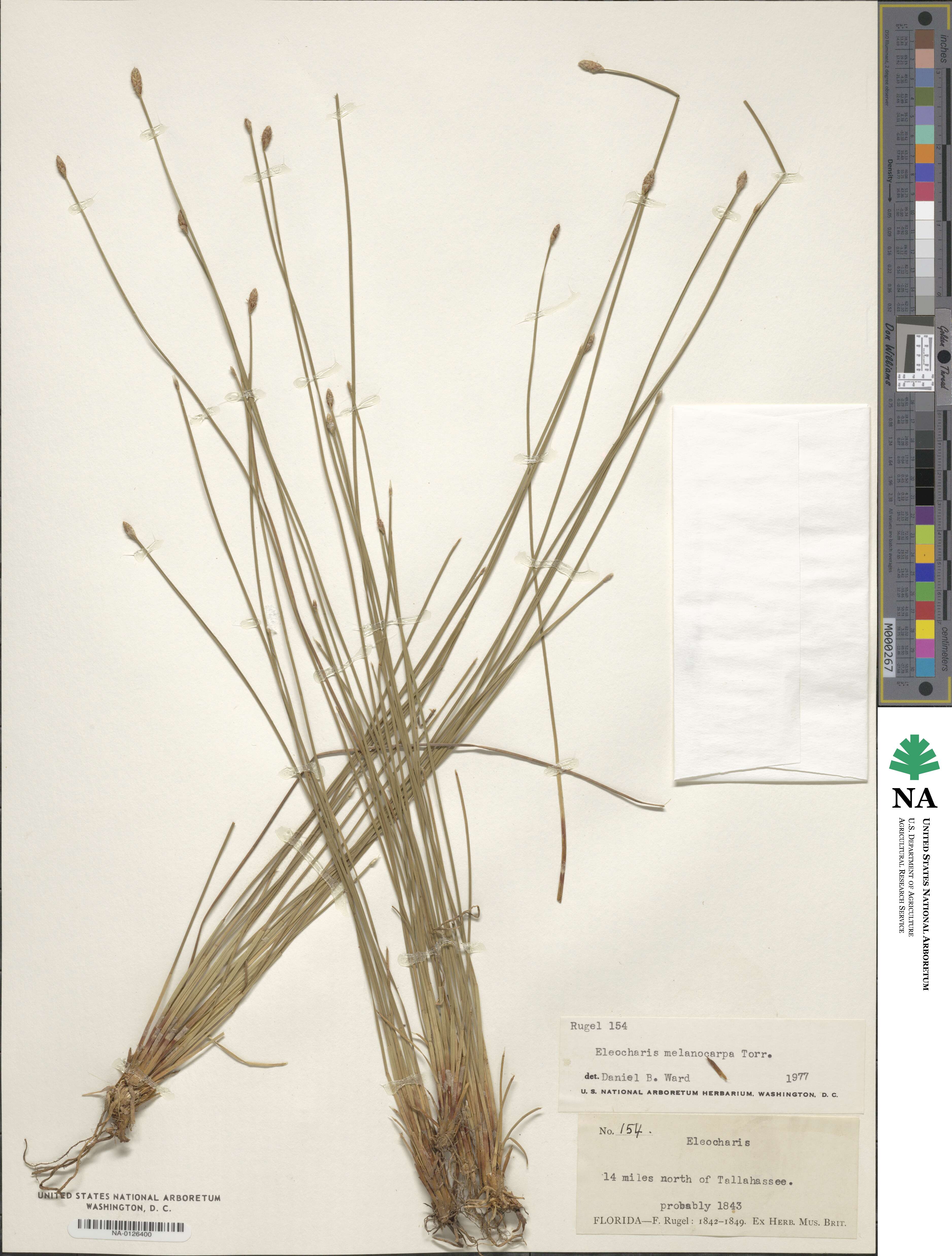Eleocharis melanocarpa image