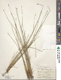 Eleocharis melanocarpa image