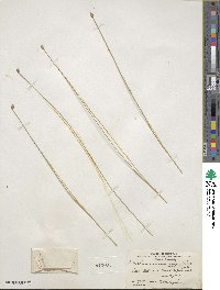 Eleocharis melanocarpa image