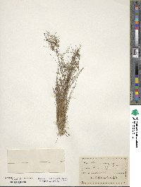 Eleocharis microcarpa image