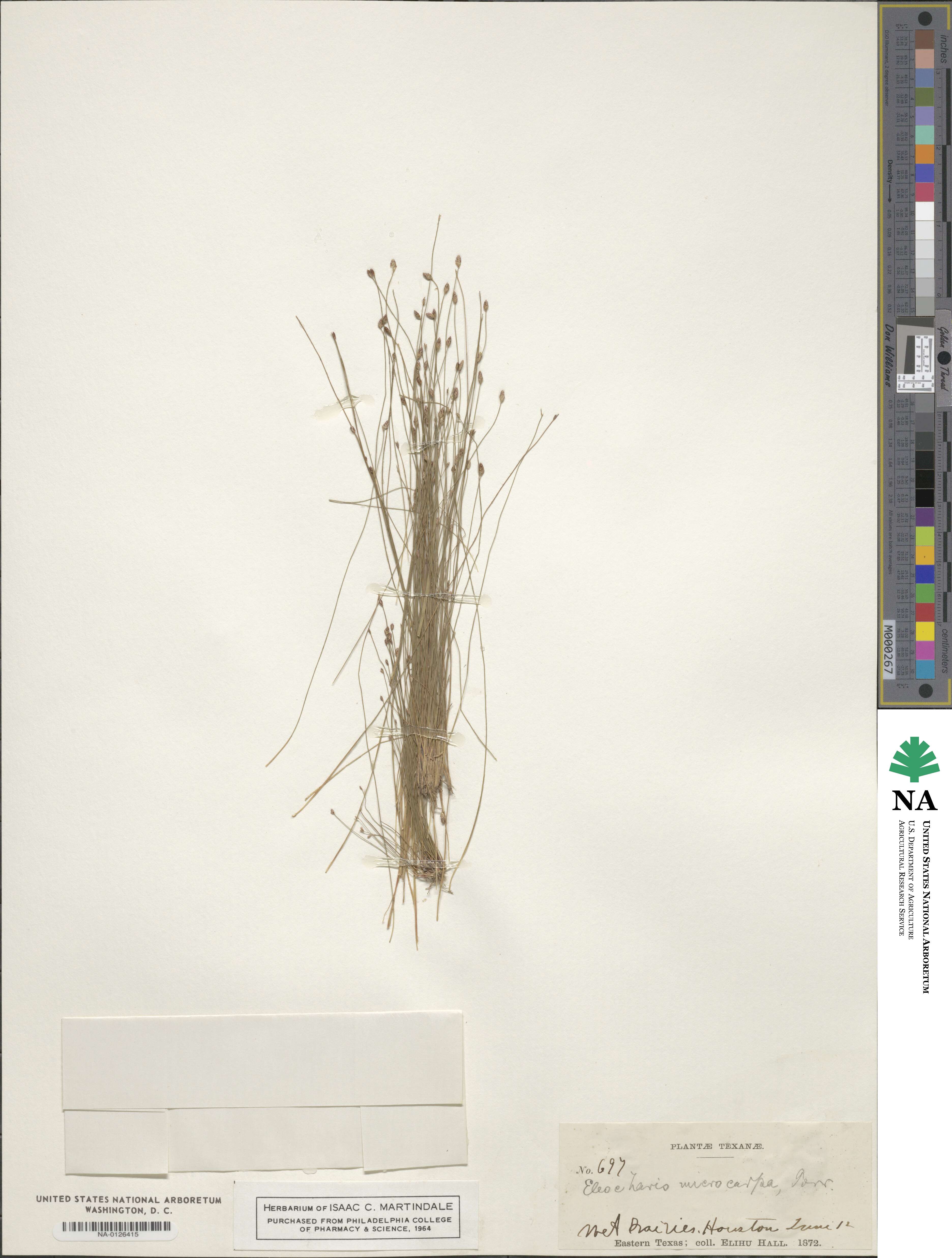 Eleocharis microcarpa image