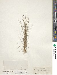 Eleocharis microcarpa image