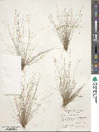 Eleocharis microcarpa image