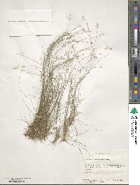 Eleocharis microcarpa image