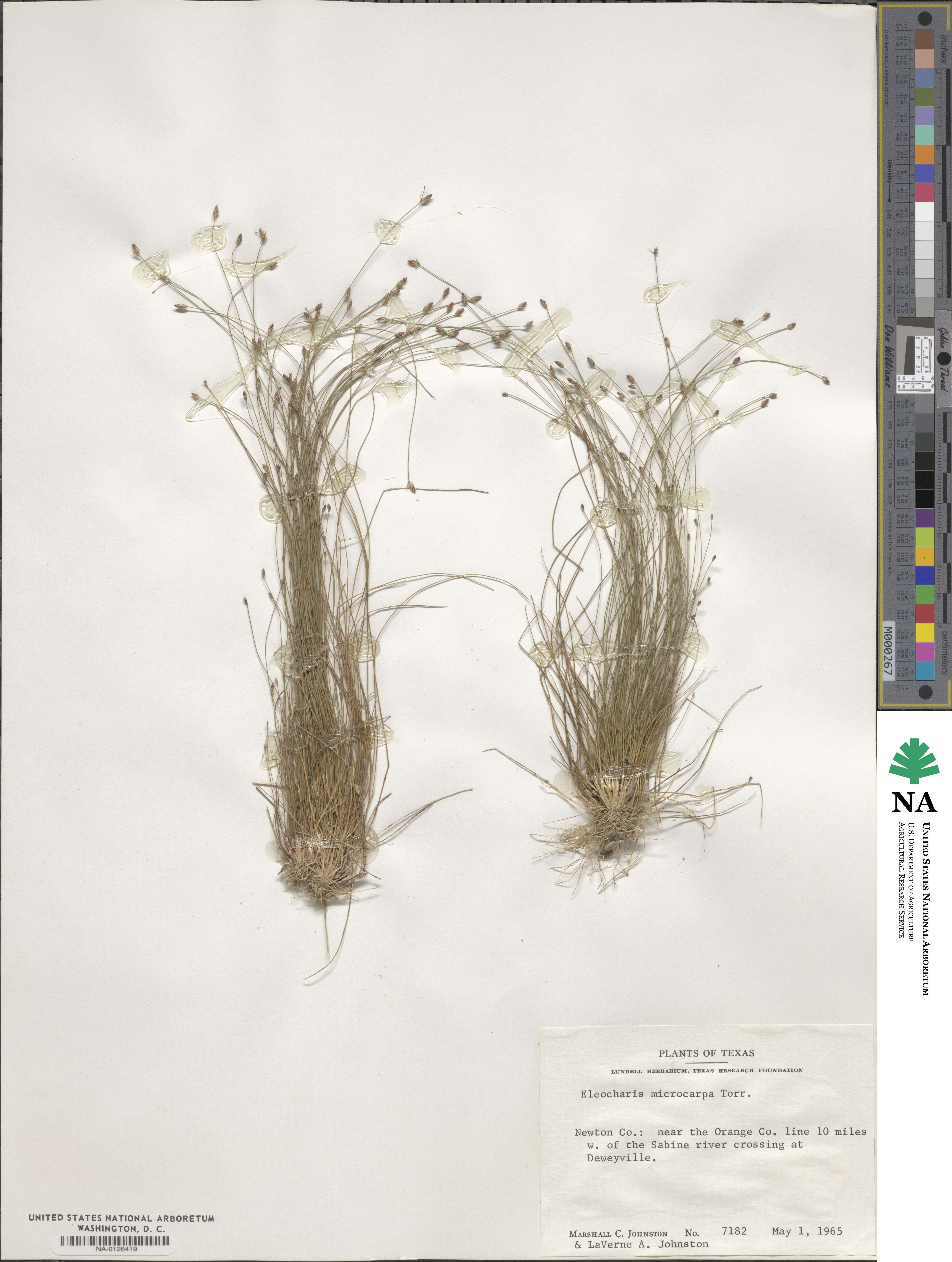 Eleocharis microcarpa image