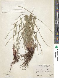 Image of Eleocharis montana