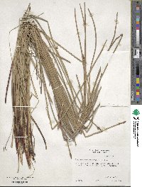 Eleocharis montana image