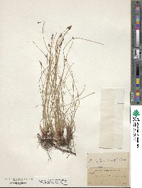 Eleocharis montana image