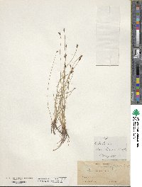 Eleocharis montana image