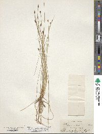 Eleocharis montana image