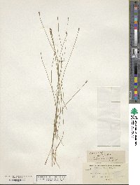 Eleocharis montana image