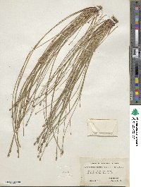 Eleocharis obtusa image