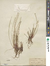 Eleocharis obtusa image