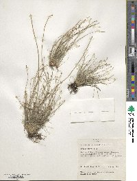 Eleocharis obtusa image