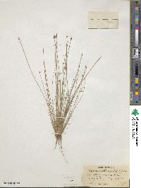 Eleocharis obtusa image