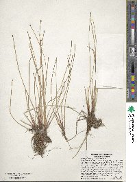 Eleocharis obtusa image