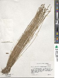 Eleocharis obtusa image