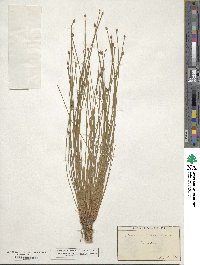 Eleocharis obtusa image