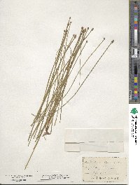 Eleocharis obtusa image