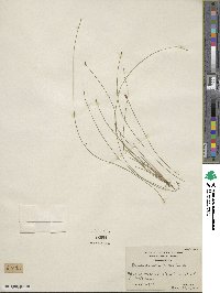 Eleocharis obtusa image